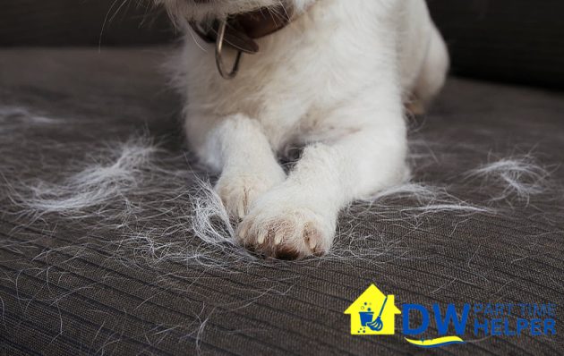 pet-hair-6-indications-that-you-need-to-hire-professional-house-cleaning-dw-part-time-helper-singapore