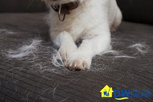 pet-hair-accumulation-6-indications-that-you-need-to-hire-professional-house-cleaning-dw-part-time-helper-singapore