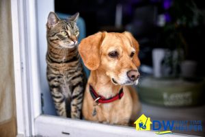 pets-in-home-how-to-prepare-for-a-professional-part-time-cleaner-in-singapore-part-time-cleaner-dw-part-time-helper-singapore
