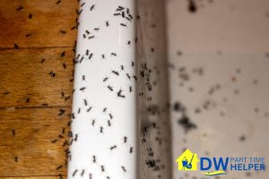 pest-infestation-what-happens-if-you-dont-engage-professional-part-time-cleaning-services-part-time-cleaner-dw-part-time-helper-singapore