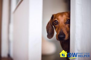 6 Ways To Prepare For Professional Part Time Cleaning in Singapore 4 pet-in-the-house-6-ways-to-prepare-for-professional-part-time-cleaning-dw-part-time-helper-singapore