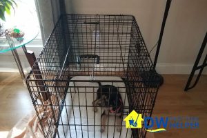 safeguard-pets-6-tips-to-prepare-for-a-part-time-home-cleaning-service-in-singapore-part-time-home-cleaning-dw-part-time-helper-singapore
