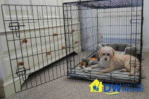 safeguard-pets-6-tips-to-prepare-for-a-part-time-home-cleaning-service-in-singapore-part-time-home-cleaning-dw-part-time-helper-singapore
